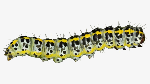 Caterpillar Mopane Worm Pest Educational Technology - Caterpillar Png, Transparent Png, Transparent PNG