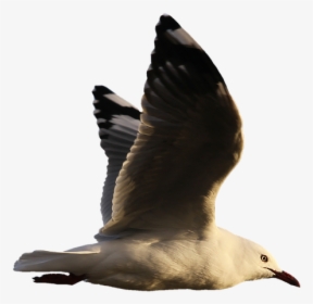 Seagull, Water Bird, Seevogel, Plumage, Wing, Feather - Aves En El Agua Png, Transparent Png, Transparent PNG