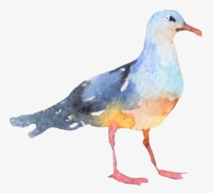 #bird #seagull #watercolor #freetoedit - Watercolor Seagull Clipart Png, Transparent Png, Transparent PNG