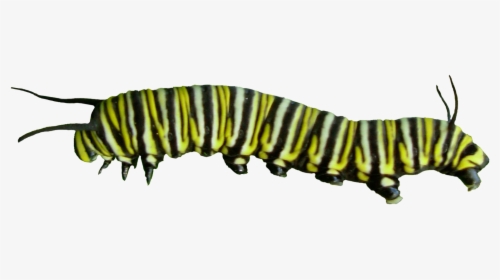 Caterpillar Png, Transparent Png, Transparent PNG