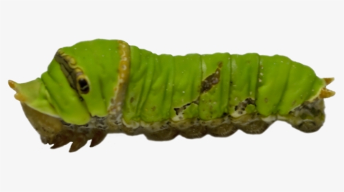Caterpillar Png Transparent Images - Green Caterpillar Png, Png Download, Transparent PNG