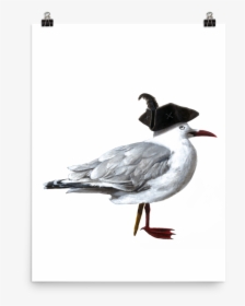 Laughing Gull, HD Png Download, Transparent PNG