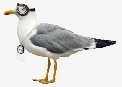 Difference Between Pigeon And Seagull, HD Png Download, Transparent PNG