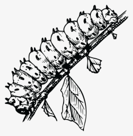 Free Clipart Of A Caterpillar Bug - Larva Black And White, HD Png Download, Transparent PNG