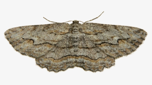 Moth Png Photo - Alsophila Pometaria, Transparent Png, Transparent PNG