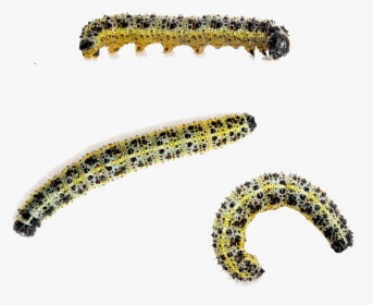 Caterpillar Large White Butterfly Beetle Cabbage White - Pieris Brassicae Caterpillar Png, Transparent Png, Transparent PNG