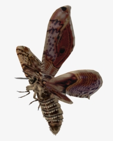 Moth Transparent Background - Flying Moth Transparent Background, HD Png Download, Transparent PNG
