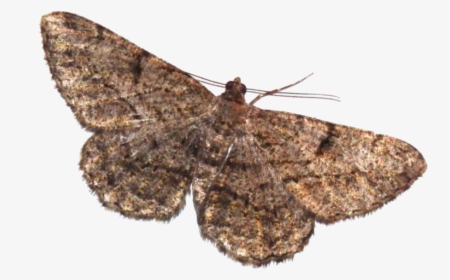 Moth Png Transparent Picture - Transparent Moth Png, Png Download, Transparent PNG
