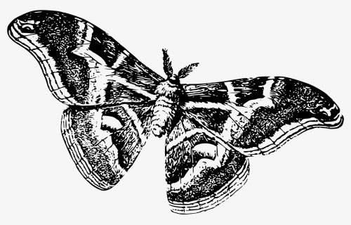Moths Black And White, HD Png Download, Transparent PNG