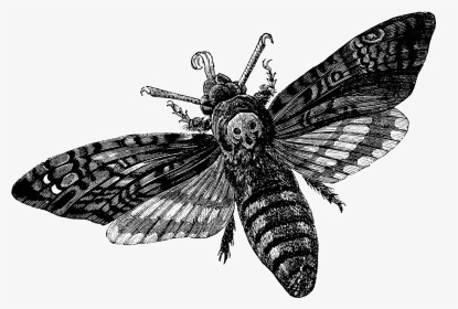 Moth Clipart Transparent Tumblr - Death's Head Hawkmoth Skul, HD Png Download, Transparent PNG