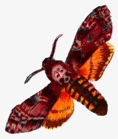 Transparent Moth Clipart - Death Head Moth Png, Png Download, Transparent PNG