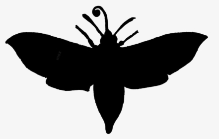 Colorful Moth Insect Png - Big Brown Bat Silhouette, Transparent Png, Transparent PNG