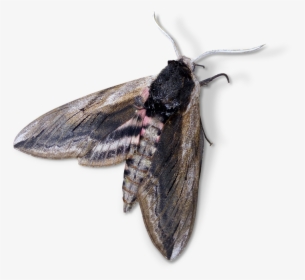 Moth, Night Butterfly, Agrius Convolvuli - Night Butterfly Png, Transparent Png, Transparent PNG