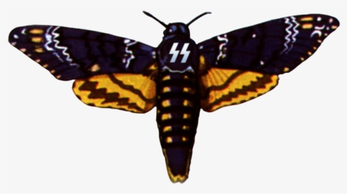 Deaths Head Moth Clipart Drawing - Death's Head Hawk Moth, HD Png Download, Transparent PNG