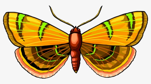 Butterfly,symmetry,moth - Brush-footed Butterfly, HD Png Download, Transparent PNG