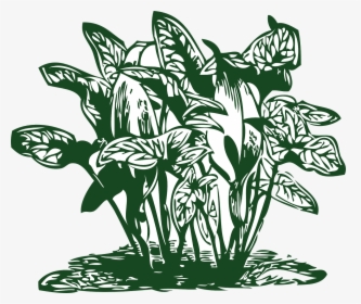 Plant Tropical Leaf Free Picture - Tropical Plant Clip Art, HD Png Download, Transparent PNG