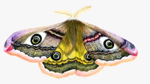 Emperor Moth Png, Transparent Png, Transparent PNG