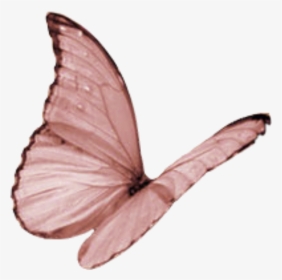 Butterfly Wing Moth Fly - Butterfly Clipart Pink Flying, HD Png Download, Transparent PNG