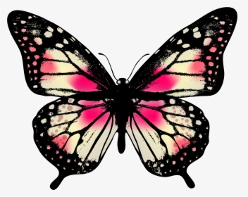Clipart Gallery Butterfly Caterpillar - Butterfly Png, Transparent Png, Transparent PNG