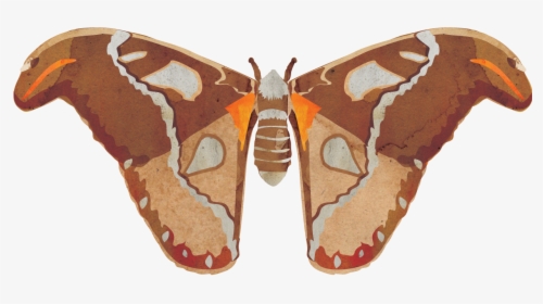 Gonimbrasia Belina, HD Png Download, Transparent PNG