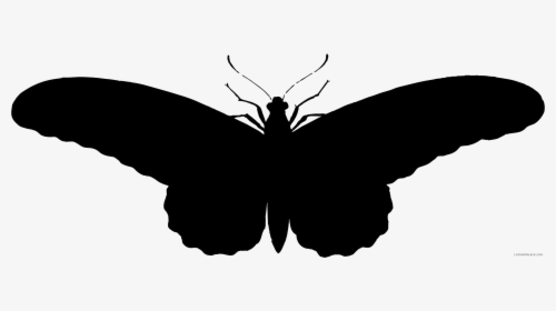Black Moth Png , Transparent Cartoons - รูป ผีเสื้อ ขาว ดํา, Png Download, Transparent PNG