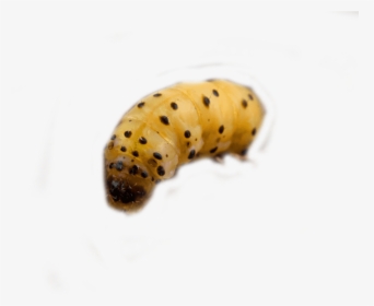 Woodworm Control And Woodworm Treatment By Swat Pest - Caterpillar, HD Png Download, Transparent PNG