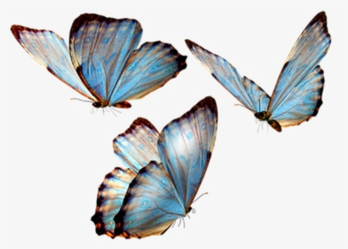 Glasswing Butterfly Brush-footed Butterflies Insect - Butterfly Png Transparent, Png Download, Transparent PNG