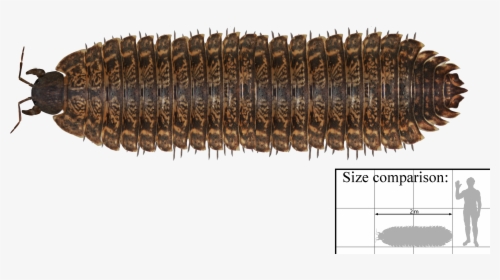File - Arthropleura - Carboniferous Millipede, HD Png Download, Transparent PNG