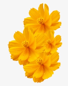 Cosmos Sulphureus Cosmos Bipinnatus Yellow Flower Euclidean - Yellow Flower Transparent Background, HD Png Download, Transparent PNG