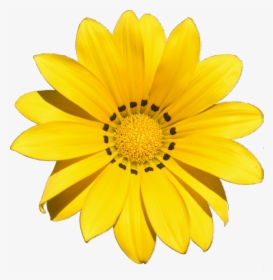 Transparent Yellow Flower Png - Transparent Background Yellow Flower Clipart, Png Download, Transparent PNG