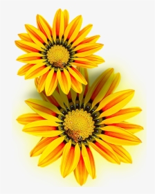 Yellow Flower, Yellow, Png, Isolated - Flor Amarilla En Png, Transparent Png, Transparent PNG