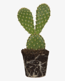 Bunny Ears Cactus, HD Png Download, Transparent PNG