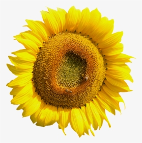 Yellow Sunflower Flower Png Image - Sunflower Tire Cover Back Up Camera, Transparent Png, Transparent PNG