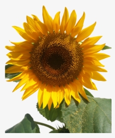 Sun Flower Isolated Yellow Flowers Free Picture - Bunga Matahari Animasi Pearl, HD Png Download, Transparent PNG