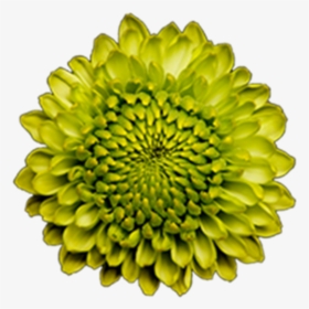 Click To Enlarge Image Green Button Forest Gump2 - Green Yellow Flower Png, Transparent Png, Transparent PNG