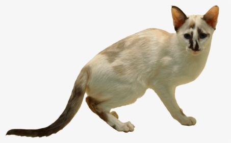 Cat Png - Siamese, Transparent Png, Transparent PNG