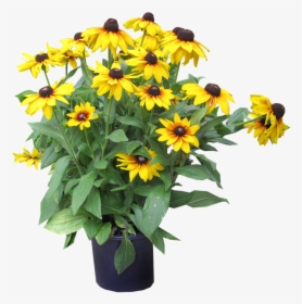 Yellow, Flowers, Cut, Out - Sunflower, HD Png Download, Transparent PNG