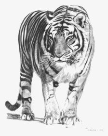 Royal Bengal Tiger Sketch, HD Png Download, Transparent PNG