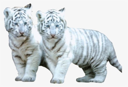 Baby White Tiger Gif, HD Png Download, Transparent PNG