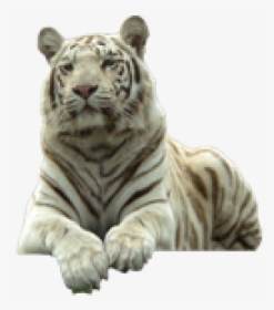 White Tiger Png Transparent Images - White Tiger Png, Png Download, Transparent PNG
