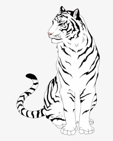 White Tiger Clipart Easy - Draw A White Tiger, HD Png Download, Transparent PNG