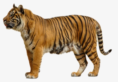 White Tiger Png Transparent Images Png All - Tiger Transparent Background, Png Download, Transparent PNG