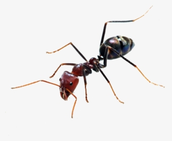 Ant Png - Transparent Background Ant Png, Png Download, Transparent PNG