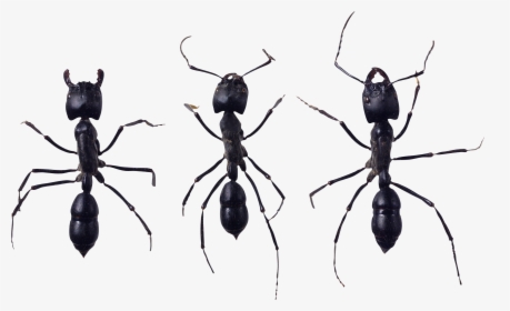 Ant Png Image - Ant, Transparent Png, Transparent PNG
