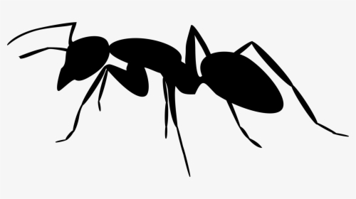 Composite Community Made Joke - Transparent Background Ant Clipart, HD Png Download, Transparent PNG