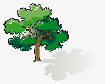 Oak Clipart Leafy Tree - Narra Tree Clip Art, HD Png Download, Transparent PNG
