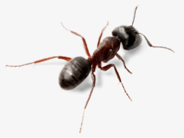 Ant Insect, HD Png Download, Transparent PNG