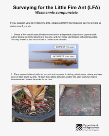 How To Test For Little Fire Ant , Png Download - Hawaii Department Of Agriculture, Transparent Png, Transparent PNG
