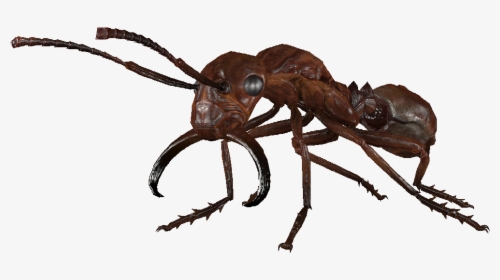 Transparent Ant Png - Fallout 4 Overgrown Glowing Ant, Png Download, Transparent PNG