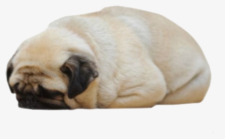 Loaf Of Bread Puppy, HD Png Download, Transparent PNG